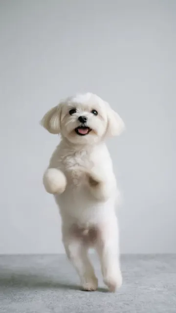 Squabble Up AI dog dance example